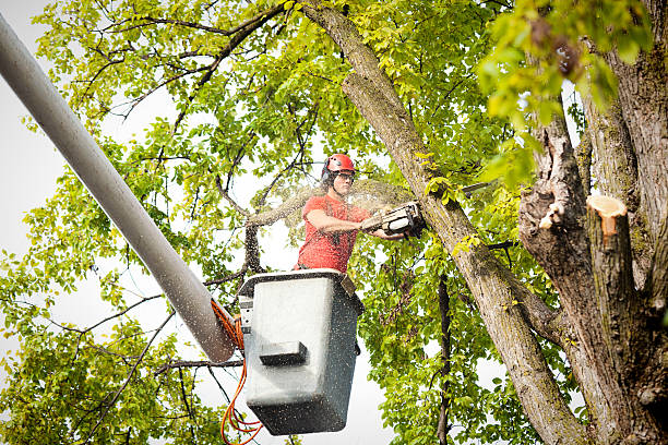 Best Commercial Tree Services  in Hockessin, DE